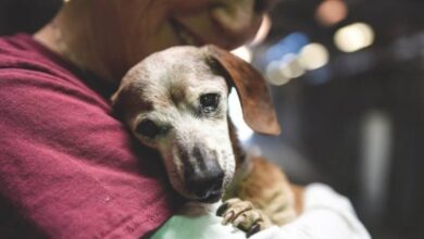 18-Yr-Old Blind Dachshund Was Dumped At Shelter, 'Clings' To First Person Who Showed Her Love