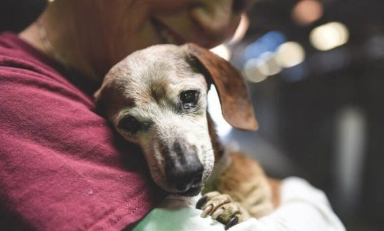 18-Yr-Old Blind Dachshund Was Dumped At Shelter, 'Clings' To First Person Who Showed Her Love