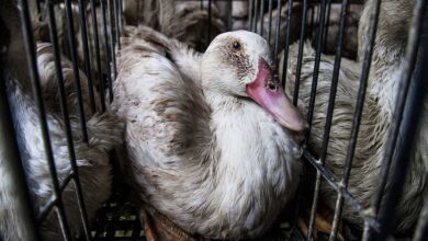 Inside a U.S. Foie Gras Farm: Ducks Force-Fed for Diseased Livers