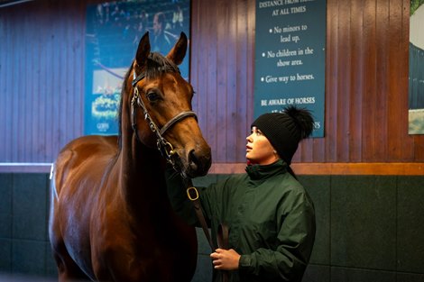 No Fireworks on Day 1 of Goffs Autumn Yearling Sale