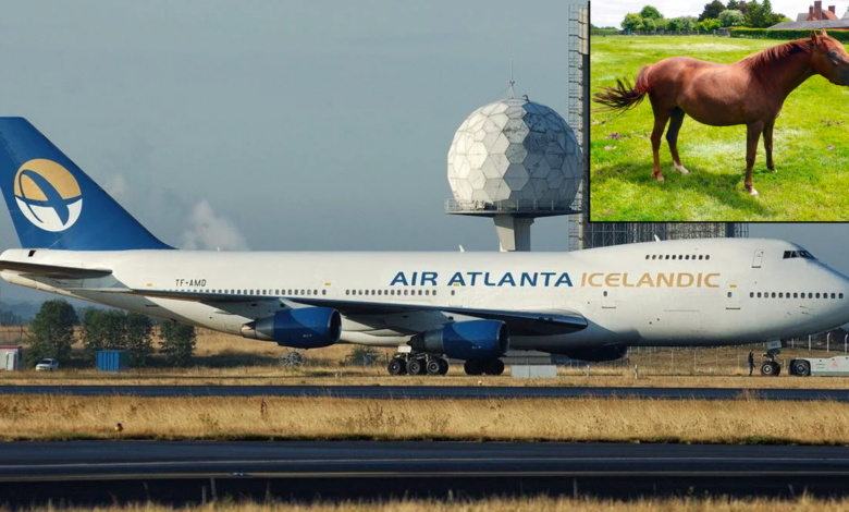 Horse Gets Loose On Airplane, Forces It To Return To Airport