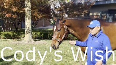 Meet Darley America's New Stallions Cody's Wish, Proxy