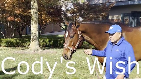 Meet Darley America's New Stallions Cody's Wish, Proxy