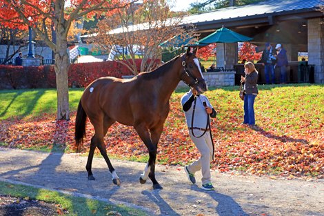 Three Witches Casts $1.7M Spell on Keeneland November