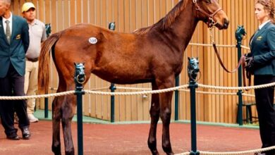 AAA Thoroughbreds Goes to $510,000 for Uncle Mo Colt