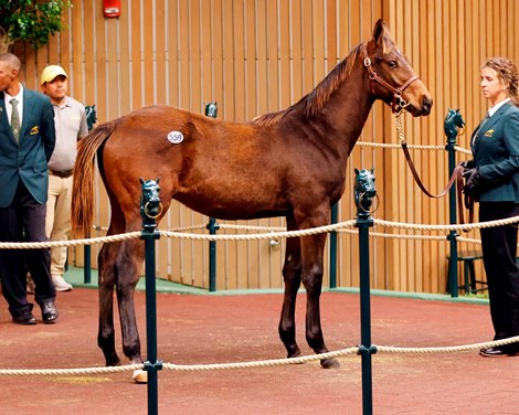AAA Thoroughbreds Goes to $510,000 for Uncle Mo Colt