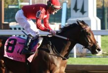 Xigera, Star Fortress Top Thanksgiving Stakes Results