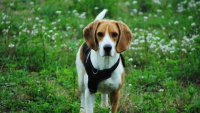How Often Do I Take a Beagle Outside to Pee?