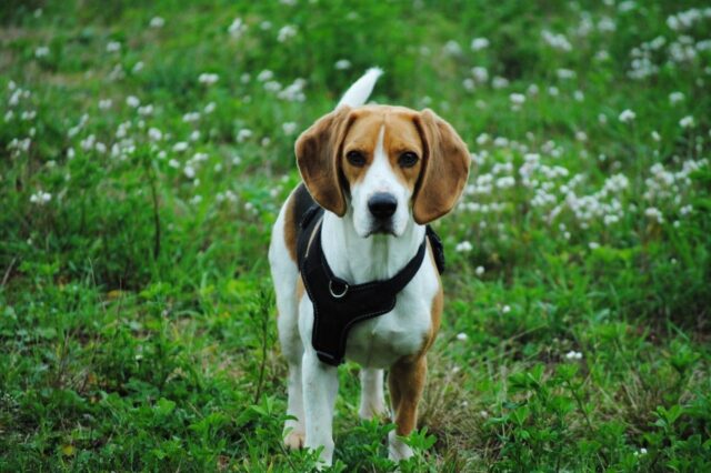 How Often Do I Take a Beagle Outside to Pee?