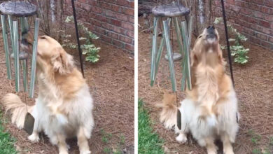 Golden Retriever Plays Wind Chimes Every-Day And 'Sings Along' To Them