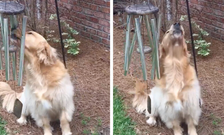 Golden Retriever Plays Wind Chimes Every-Day And 'Sings Along' To Them