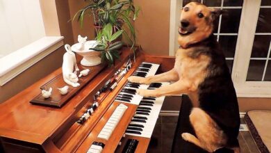 A Dog Who Was Surrendered To A Shelter, Now Enjoys Playing The Piano