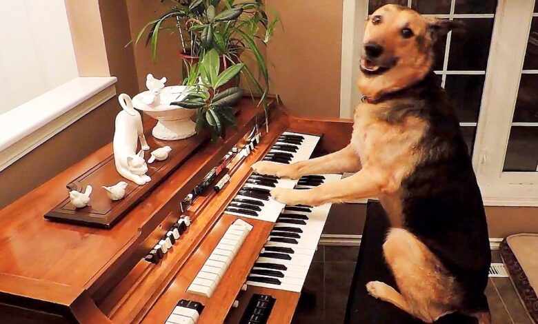 A Dog Who Was Surrendered To A Shelter, Now Enjoys Playing The Piano