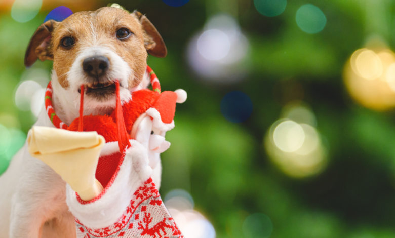 22 Incredible Stocking Stuffers for Dogs & Dog Lovers (under $10)