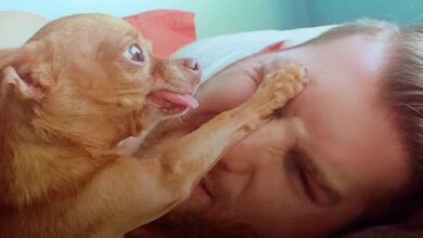 Cancer-Fighting Old Man Chihuahua Claims Dad And Won't Share Him