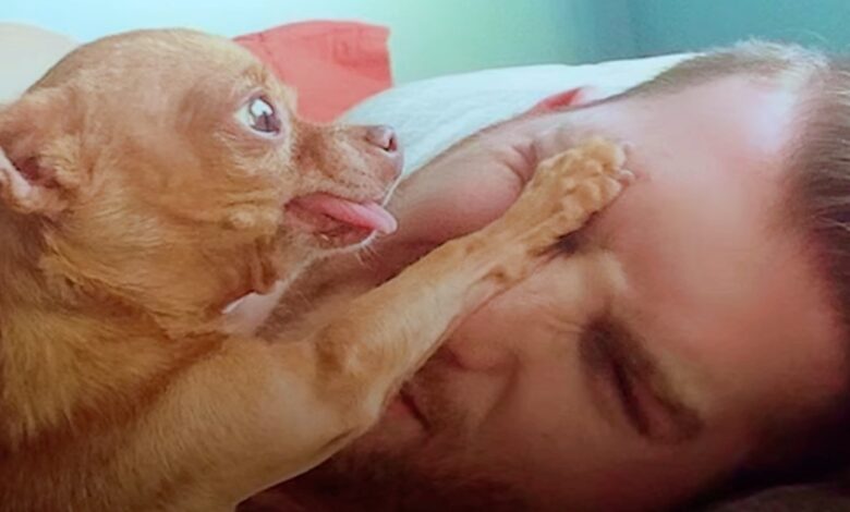 Cancer-Fighting Old Man Chihuahua Claims Dad And Won't Share Him