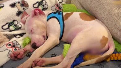 Puppy Dumped In Right Lane Of Busy Interstate Sleeps Soundly In His Bed