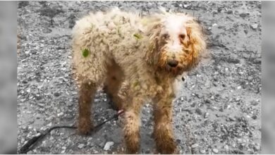 Wronged By People, Injured Poodle Wandering By River Chose To Trust In Him