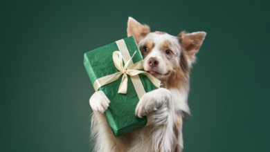 Top 12 Gifts That Give Back To Shelter Dogs!