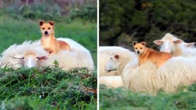 Lazy Herding Dog Hitches A Ride On A Sheep’s Back, Shows Us 'How To Work Smart'