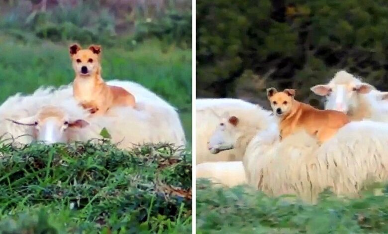 Lazy Herding Dog Hitches A Ride On A Sheep’s Back, Shows Us 'How To Work Smart'