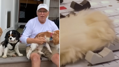 Jimmy Buffett's Heartwarming 'Like My Dog' Video From His Last Album