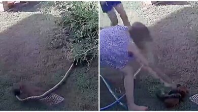 Woman Battles Python, Trying To Loosen His Tight Grip On Her Puppy’s Limp Body