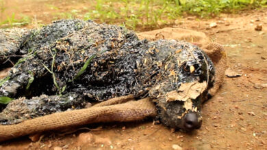Dog Found Covered In Hot Tar Was Unable To Move Or Cry For Help