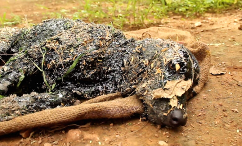 Dog Found Covered In Hot Tar Was Unable To Move Or Cry For Help