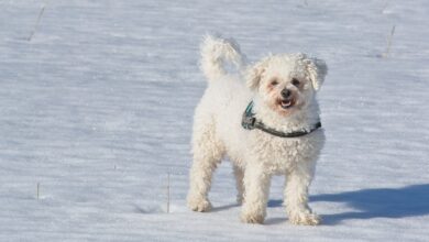 Ideal Diet for Bichon Frises- The Ultimate Bichon Frise Feeding Guide