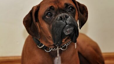 Ideal Diet for Boxers - The Ultimate Boxer Feeding Guide