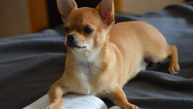 Can a Chihuahua Live in An Apartment?