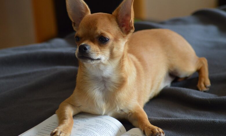 Can a Chihuahua Live in An Apartment?