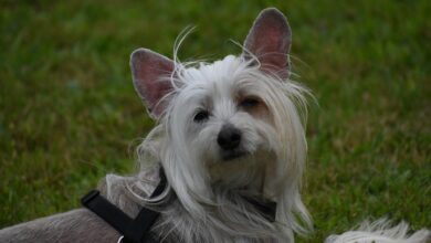 How Much Does a Chinese Crested Bark?