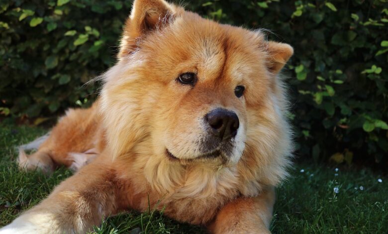 What's The Best Age to Spay a Female Chow Chow?
