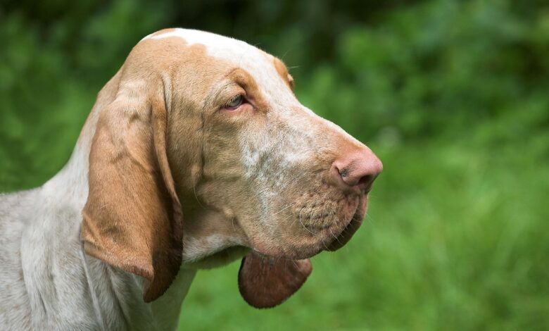 How Much Does a Bloodhound Bark?