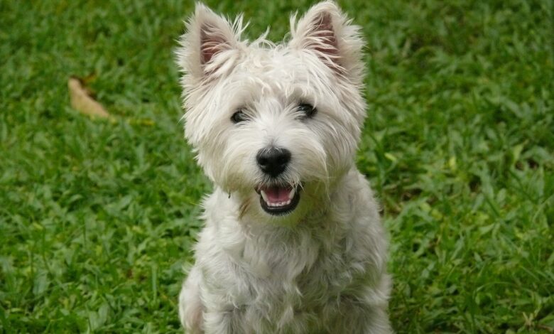 Ideal Diet for Westies - The Ultimate Westie Feeding Guide