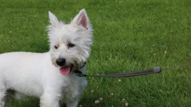 Are Westies Good with Kids?