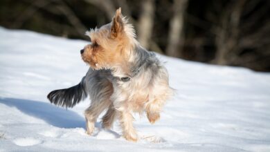 Are Yorkies Safe in Cold Weather?