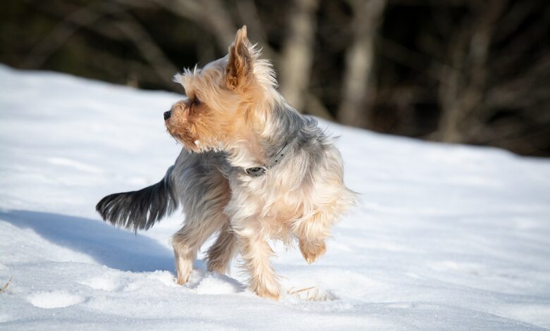 Are Yorkies Safe in Cold Weather?