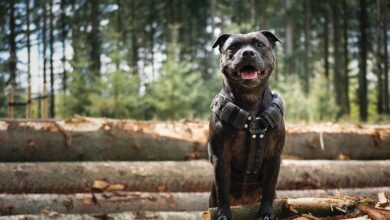 Are Staffordshire Bull Terriers Safe in Cold Weather?