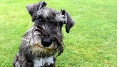 Can a Schnauzer Live in An Apartment?