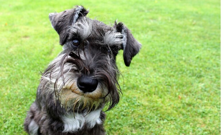 Can a Schnauzer Live in An Apartment?