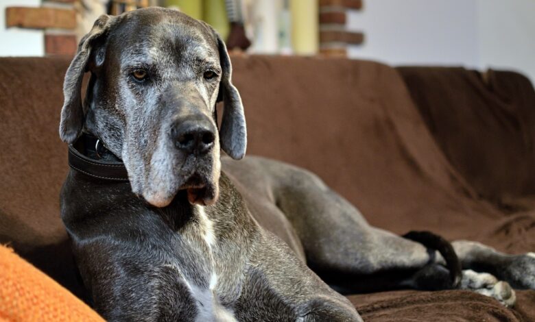What's The Best Age to Neuter a Male Great Dane?