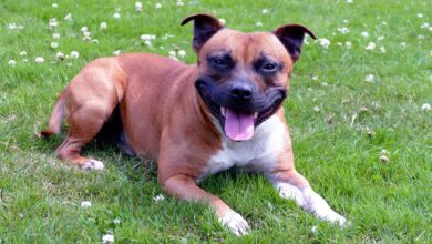 What's The Best Age to Neuter a Male Staffordshire Bull Terrier?