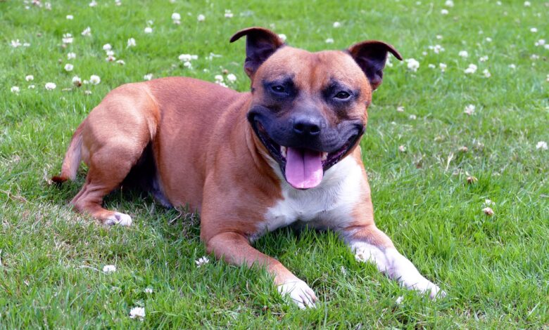 What's The Best Age to Neuter a Male Staffordshire Bull Terrier?