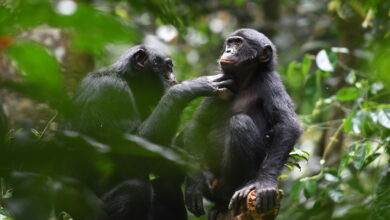 Unlike chimps, bonobos offer hope that maybe we can all get along