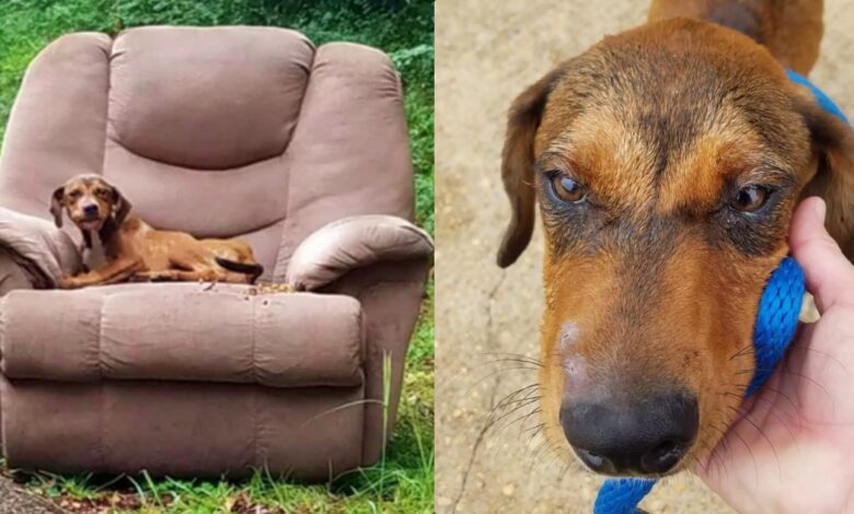 Puppy Stayed In Trashed Recliner, Confident His Owner Would Reappear