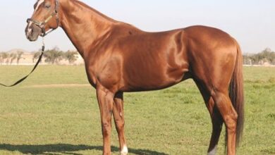 Faversham Moved to Clear Creek Stud in Louisiana