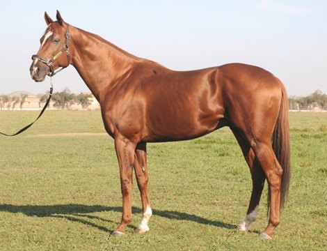 Faversham Moved to Clear Creek Stud in Louisiana